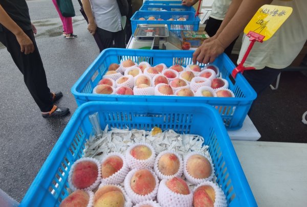 银易配资 上海甜蜜界“四大金刚”受挫，产量不及去年但因为炎热逆袭